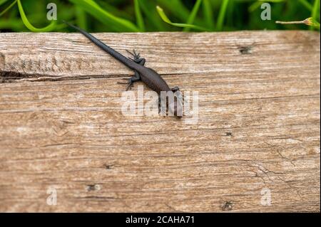 A small black lizard is warming itself on an old Board. Close up Stock Photo