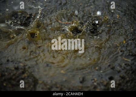 Rain water drops on rain water. heavy rain falling and water splashing useful background. Stock Photo