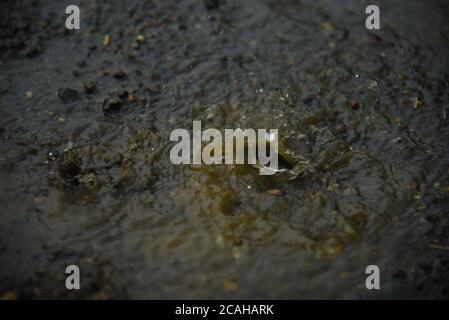 Rain water drops on rain water. heavy rain falling and water splashing useful background. Stock Photo