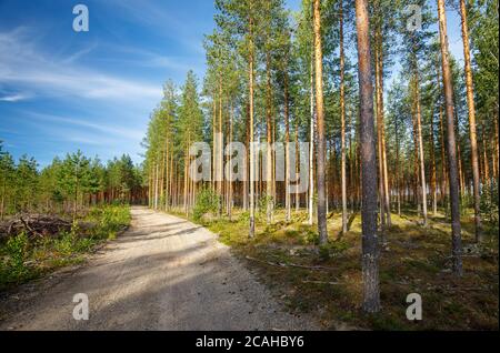 Empty forest road going through European pine forest ( Pinus Sylvestris ) at Summer , Finland Stock Photo