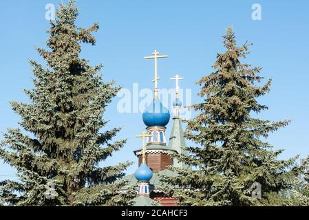 Wooden domes with golden crosses of the Orthodox Church against the blue sky. Tall spruce trees with cones on the branches. Stock Photo