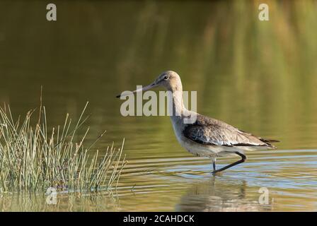 Black-tailed Godwit Stock Photo