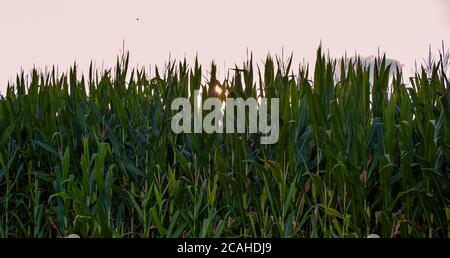 A sunset photo of fully grown corn plants at a backlit location at sunset. Sunlights penetrate between the leaves of the plants. Sky is red. Husks, le Stock Photo