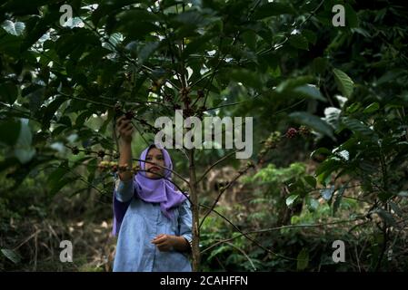 A coffee farmer picking robusta coffee cherries at a hillside farm in Ciputri village, Cianjur regency, West Java, Indonesia. Stock Photo