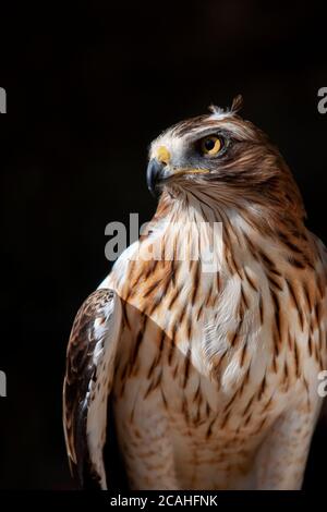 Portrait of Booted eagle, Hieraaetus pennatus. Stock Photo