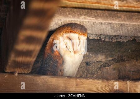 Common Barn owl, Tyto alba, resting under a roof. Stock Photo