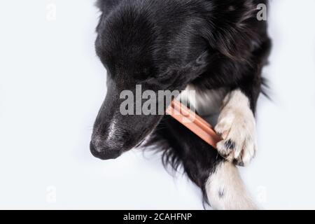Border collie chewing a toy for dental care. Dog's oral hygiene . Stock Photo