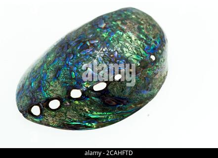 Isolated big maori paua shell on white background Stock Photo