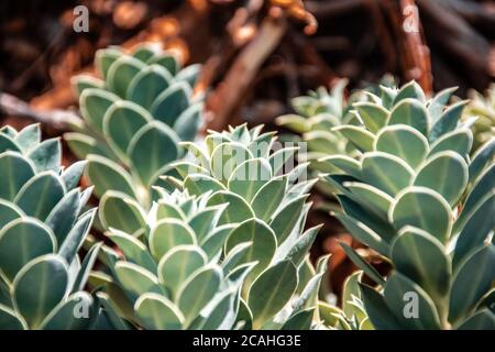 Fat plants in garden in close-up. Green leaves Stock Photo