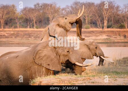 African Elephants, Loxodonta Africana, 3 elephant bulls climb an edge from a riverbed in South Luangwa National Park, Zambia. Stock Photo
