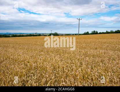 Agricultural Summer landscape with wheat crop field and electricity cable poles, East Lothian, Scotland, UK Stock Photo