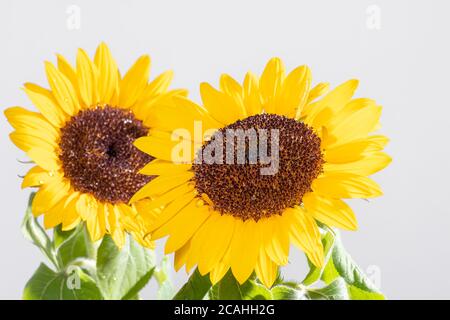 beautiful Brazilian spring flower sunflower Stock Photo