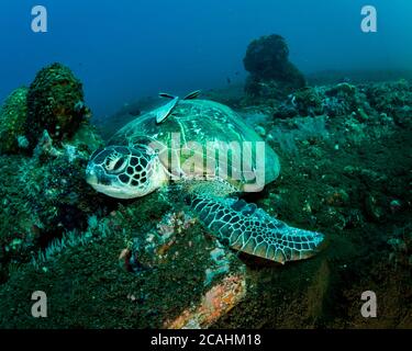 Turtle resting on the bottom of the ocean. Philippines. Stock Photo