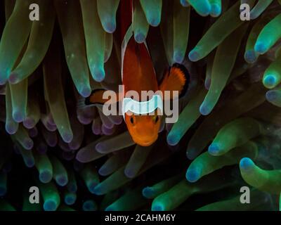 False clown anemone fish (Amphiprion ocellaris) peeking out of its anemone in Philippines. Stock Photo