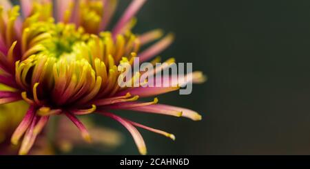 Purple-yellow chrysanthemum macrophotography. Banner-greeting card layout. Chrysanthemum petals in selective focus. Blurred background. Abstract flowe Stock Photo