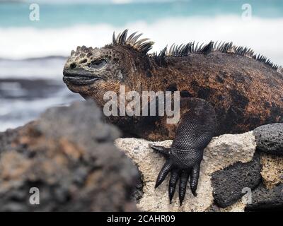 Marine iguana on the rocks by the beach captured during the daytime