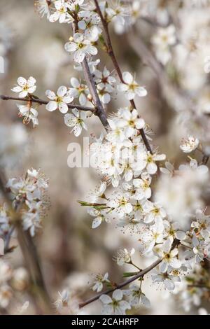 Blossom on Blackthorn (Prunus spinosa) Stock Photo