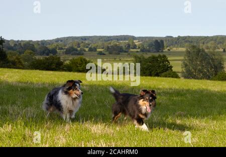 Blue merle and tricolour shelties running in meadow Stock Photo