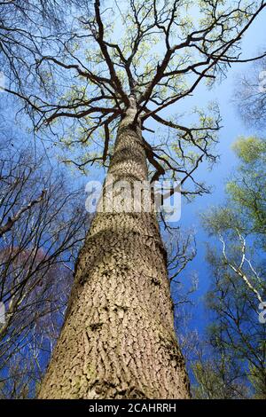 Looking up into canopy of a Norfolk woodland Stock Photo