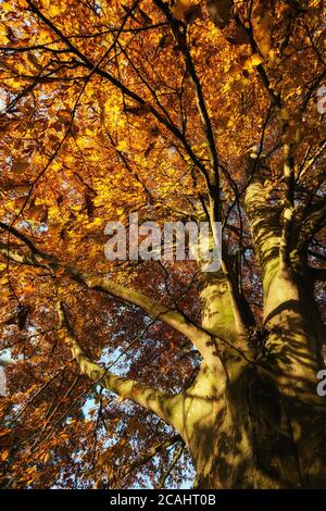 Copper beech tree in autumn Stock Photo
