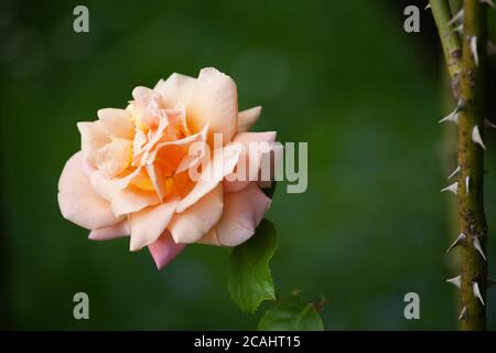Peach coloured rose and thorns Stock Photo