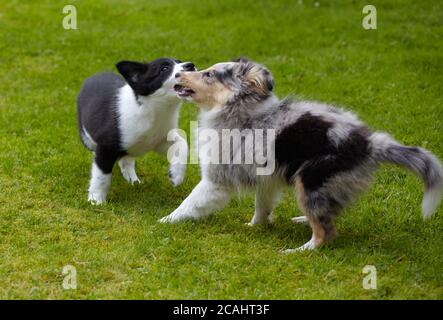 border collie and sheltie puppies playing Stock Photo