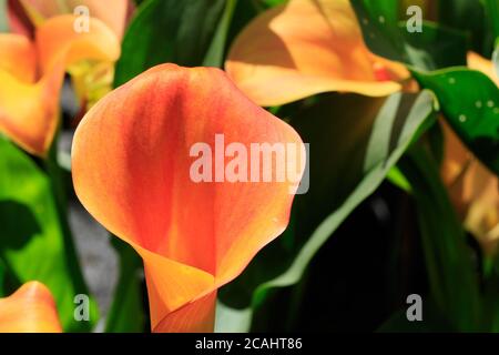 Calla Lily 'Mango' produce large, trumpet-shaped mango-orange flowers and is commonly known as the arum lily. Stock Photo