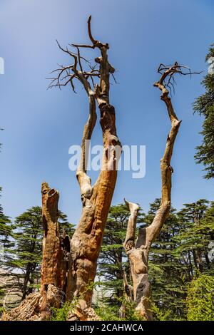 The Trinity Square of the Cedars Forest Stock Photo