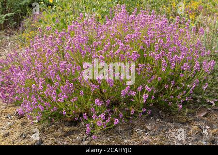 Bell heather (Erica cinerea) during summer on Surrey heathland, UK Stock Photo