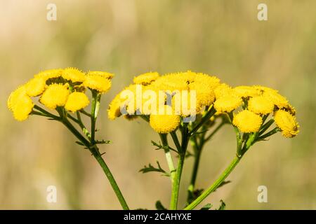 Download Wild Tansy Tanacetum Vulgare Plants With Yellow Button Flowers In Summer Stock Photo Alamy PSD Mockup Templates