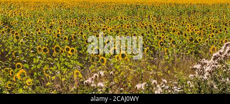 Sunflower fields, field of sunflowers, growing near Bloxworth, Dorset UK in August Stock Photo