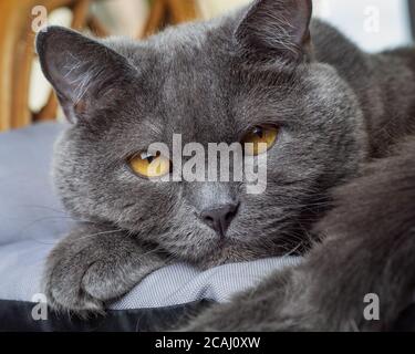 Close-up of the British Shorthair cat with amber colored eyes and blue coat. British Blue Shorthair cat laying down on the grey pillow. Stock Photo
