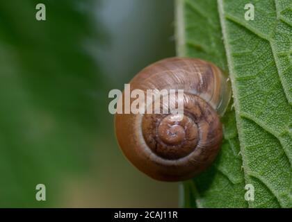 Close-up of Roman snail shell on the back of the leaf. Helix pomatia. Common european land snail also known as Burgundy snail or escargot. Selective f Stock Photo