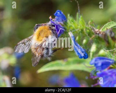 Close-up of western hone bee (Apis mellifera) on blueweed, a common meadow flower (Echium vulgare). Visible details of insect's hair and golden wings. Stock Photo