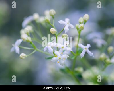 Close-up of heath bedstraw flowers in blossom. Galium saxatile. Mat-forming herb found on grassland, moors and woods. Selective focus, shallow depth o Stock Photo