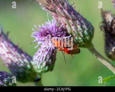 The common red soldier beetles on the blooming purple flower of spear thistle (Cirsium vulgare) Close-up of Rhagonycha fulva reproducing during spring Stock Photo