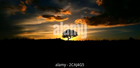 silhouette of an oak tree at sunset Stock Photo