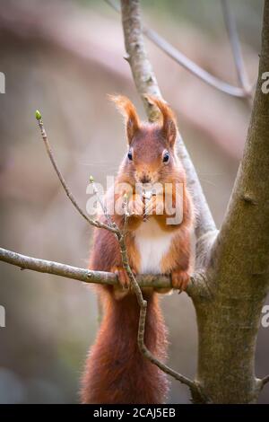 Front view close up of a beautiful UK red squirrel (Sciurus vulgaris) isolated in woodland, sitting on a branch eating a nut. Stock Photo