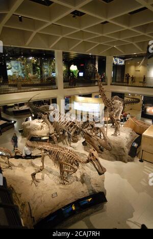 Dinosaur exhibit in the atrium of the Houston Museum of Natural Science at Hermann Park. Photo by Bob Daemmrich Stock Photo