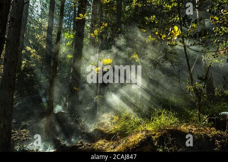 the sun's rays penetrate through the smoke of the burnt forest trunks Stock Photo