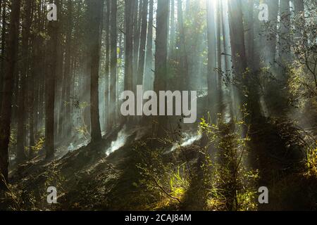 the sun's rays penetrate through the smoke of the burnt forest trunks Stock Photo