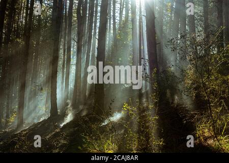 the sun's rays penetrate through the smoke of the burnt forest trunks Stock Photo