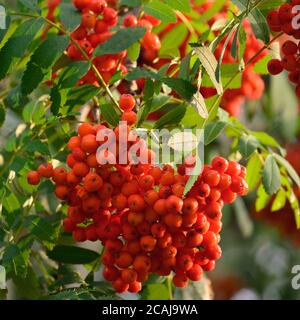 Sorbus aucuparia ashberry rowan tree mountain ash S. sorb service shrub, red ripe fruits, leaves, bright vertical sunny rowanberry leaf macro closeup Stock Photo