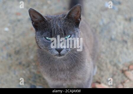 Closeup shot of a grumpy chartreux cat in a field at daytime Stock Photo