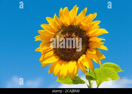 A giant single sunflower Ray of Sunshine (Helianthus annuus) against a blue sky Stock Photo