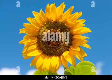 A giant single sunflower Ray of Sunshine (Helianthus annuus) against a blue sky Stock Photo