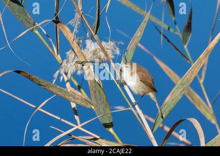 Lesser Swamp Warbler (Acrocephalus gracilirostris) perched on reeds on river bank  at sunrise Stock Photo