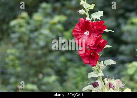 Beautiful red hollyhock against soft blurred green background with copy space