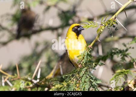 Southern Masked Weaver breeding male (Ploceus velatus) perched on a branch in Fever Tree (Vachellia xanthophloea), Western Cape, South Africa Stock Photo