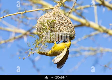 Southern Masked Weaver breeding male (Ploceus velatus) weaving nest   in a Fever Tree (Vachellia xanthophloea) Western Cape, South Africa in spring Stock Photo